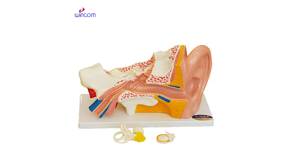 medizinische dreidimensionale Modelle